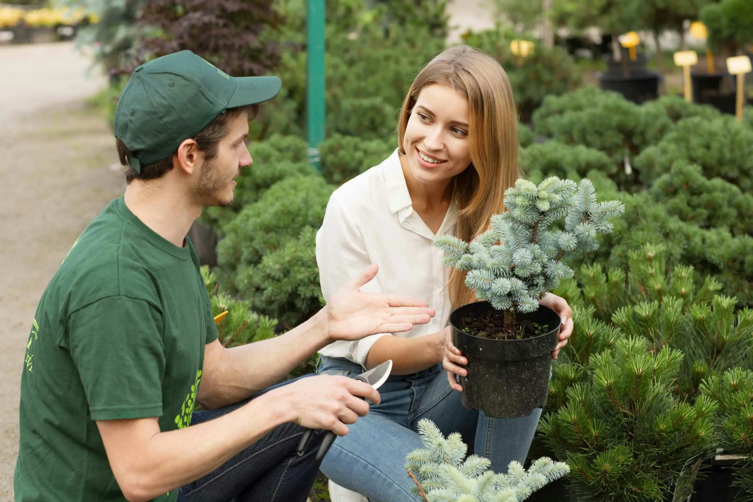 Potted blue spruce